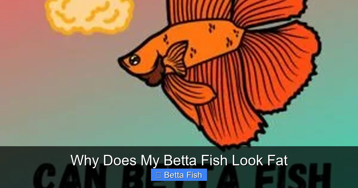 Why Does My Betta Fish Look Fat