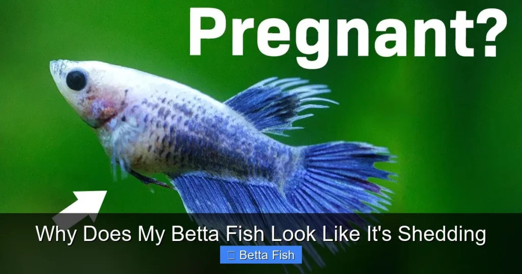 Why Does My Betta Fish Look Like It's Shedding