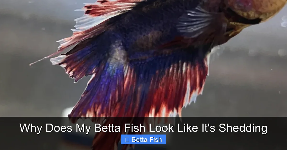 Why Does My Betta Fish Look Like It's Shedding