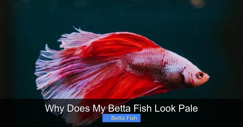 Why Does My Betta Fish Look Pale