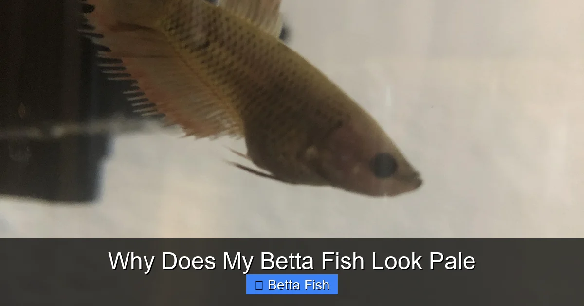 Why Does My Betta Fish Look Pale