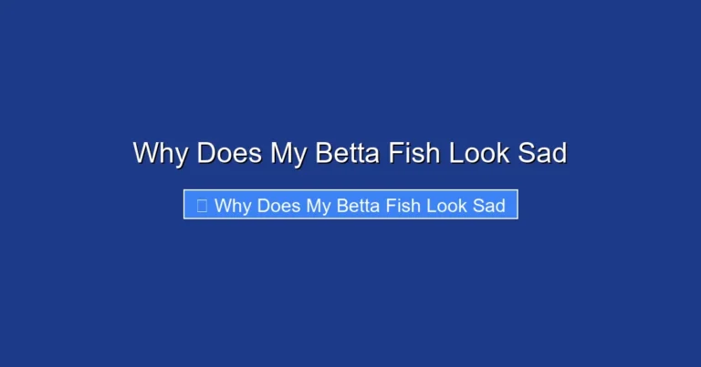 Why Does My Betta Fish Look Sad