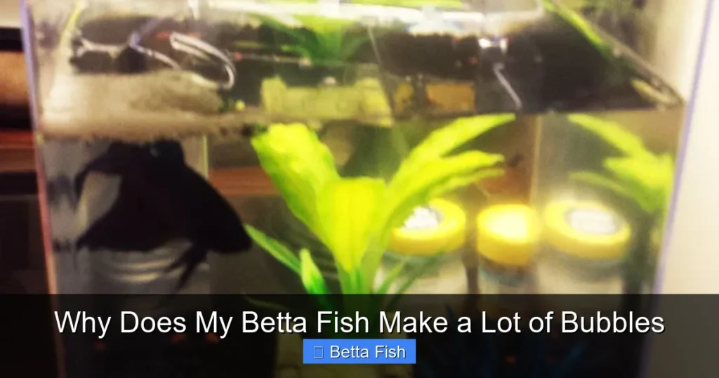 Why Does My Betta Fish Make a Lot of Bubbles