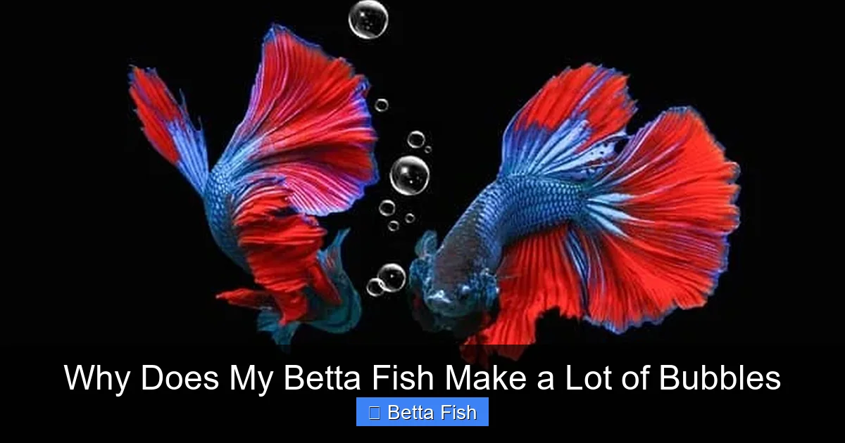 Why Does My Betta Fish Make a Lot of Bubbles