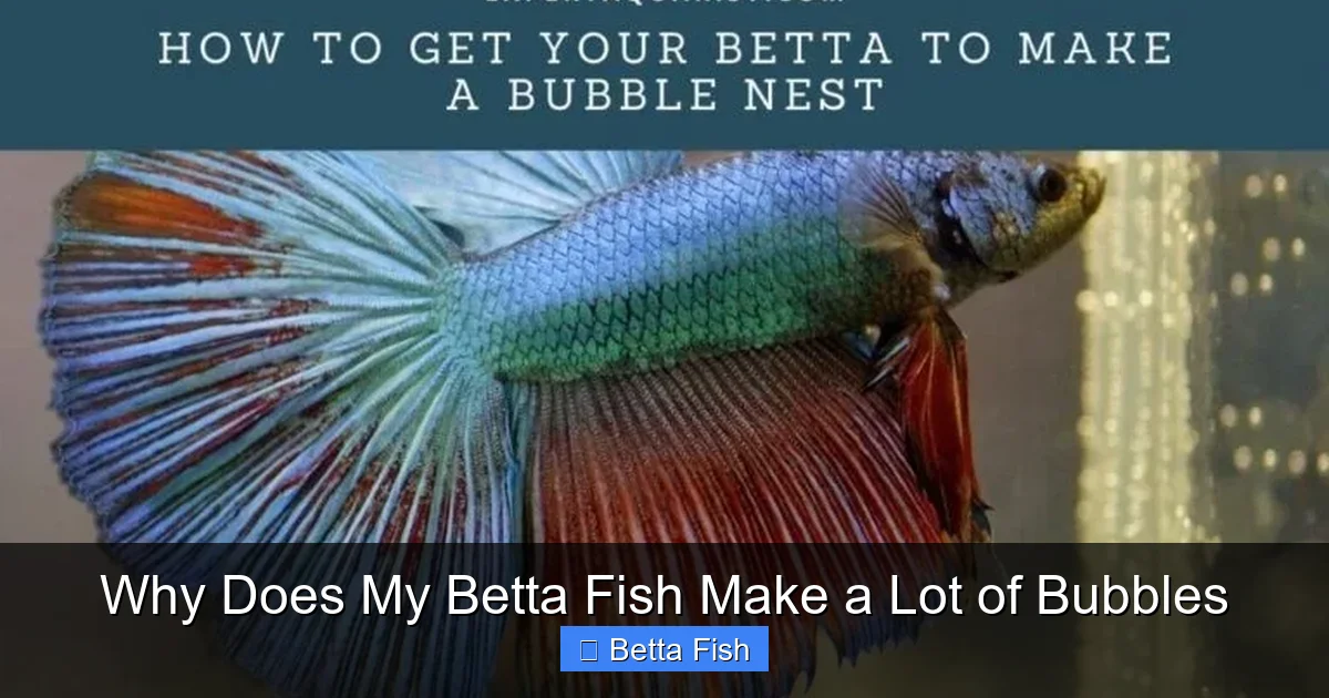 Why Does My Betta Fish Make a Lot of Bubbles