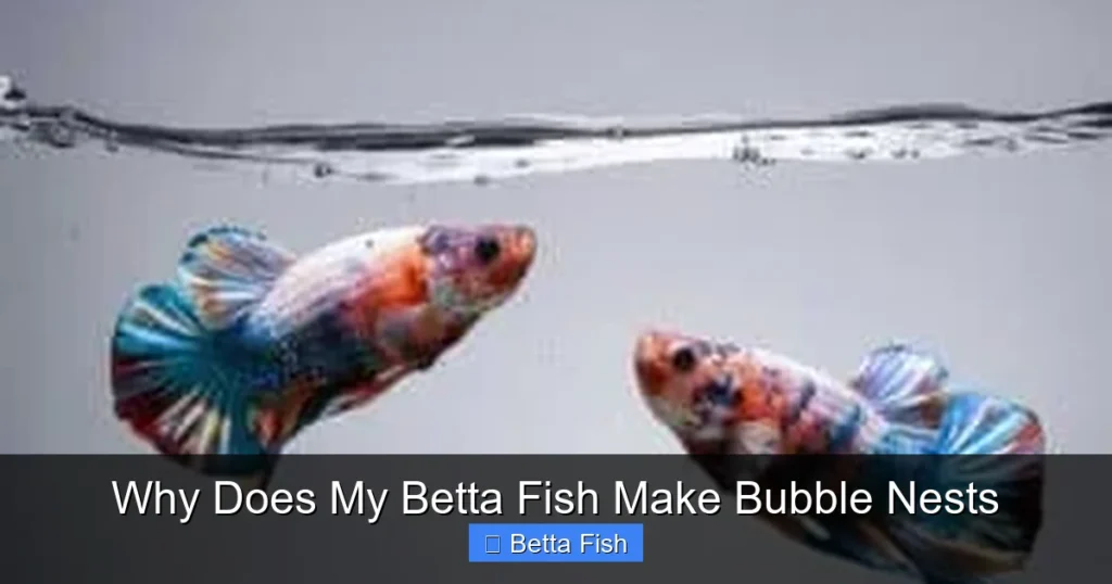 Why Does My Betta Fish Make Bubble Nests