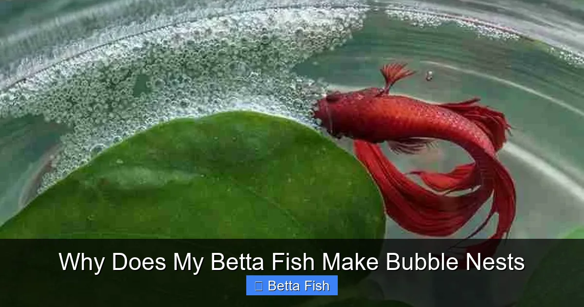 Why Does My Betta Fish Make Bubble Nests