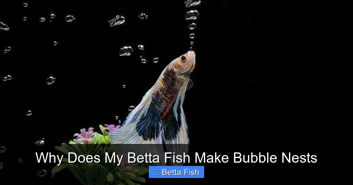 Why Does My Betta Fish Make Bubble Nests