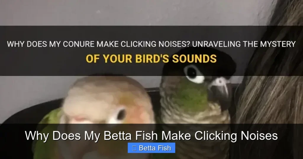 Why Does My Betta Fish Make Clicking Noises