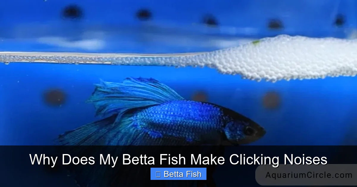 Why Does My Betta Fish Make Clicking Noises