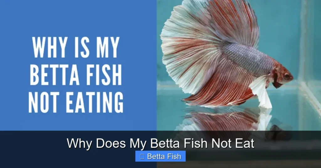 Why Does My Betta Fish Not Eat