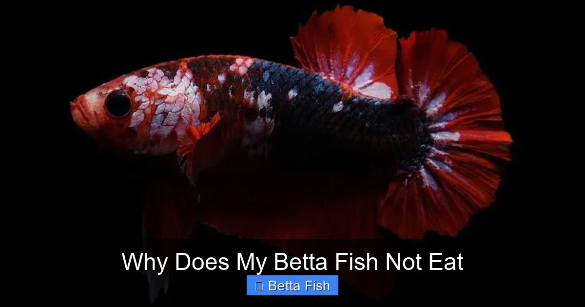 Why Does My Betta Fish Not Eat