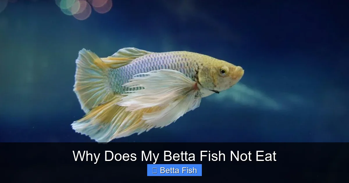 Why Does My Betta Fish Not Eat
