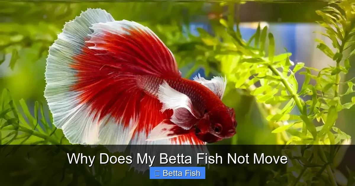 Why Does My Betta Fish Not Move