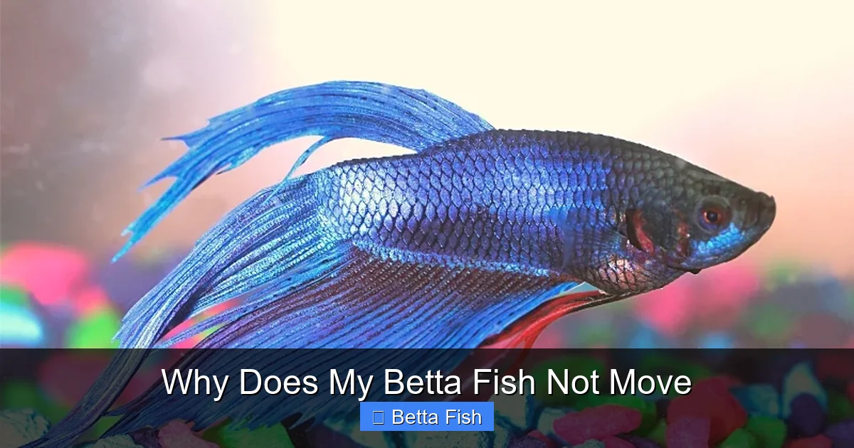 Why Does My Betta Fish Not Move