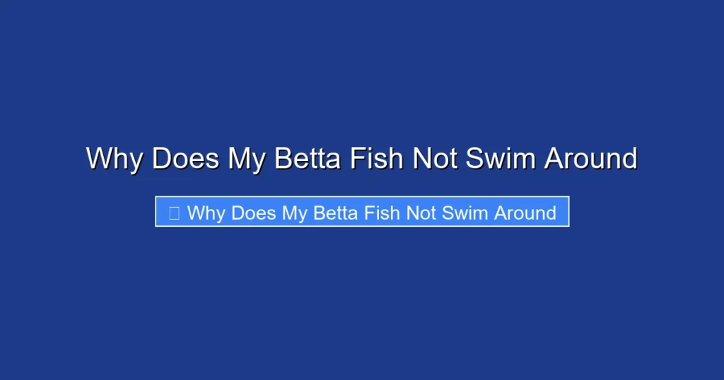Why Does My Betta Fish Not Swim Around
