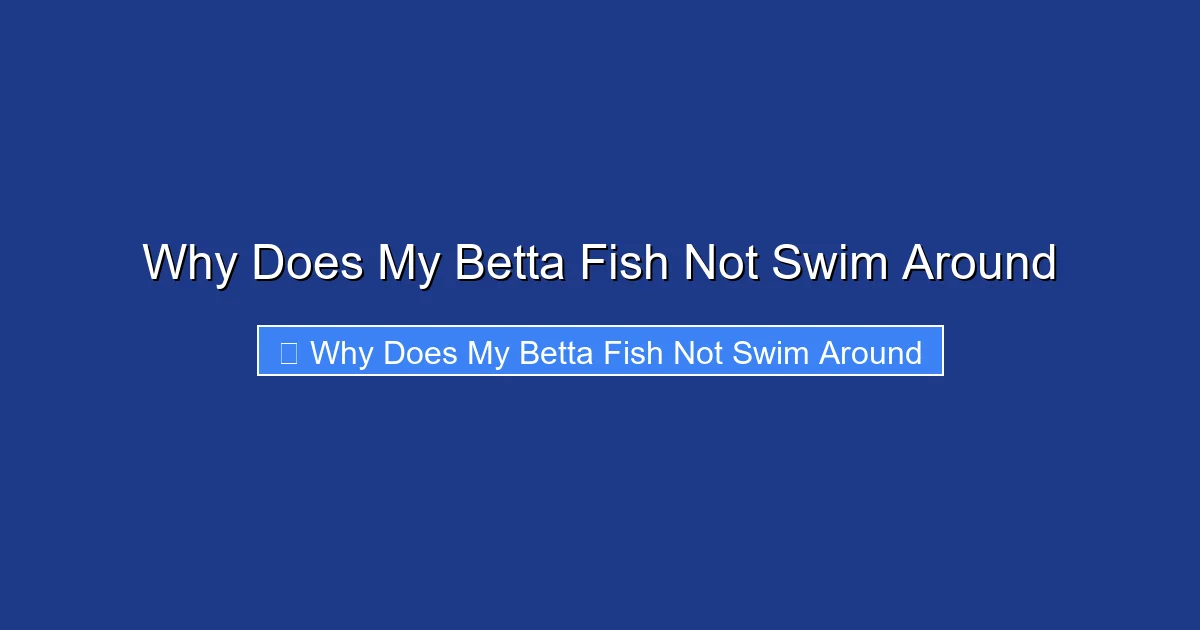 Why Does My Betta Fish Not Swim Around
