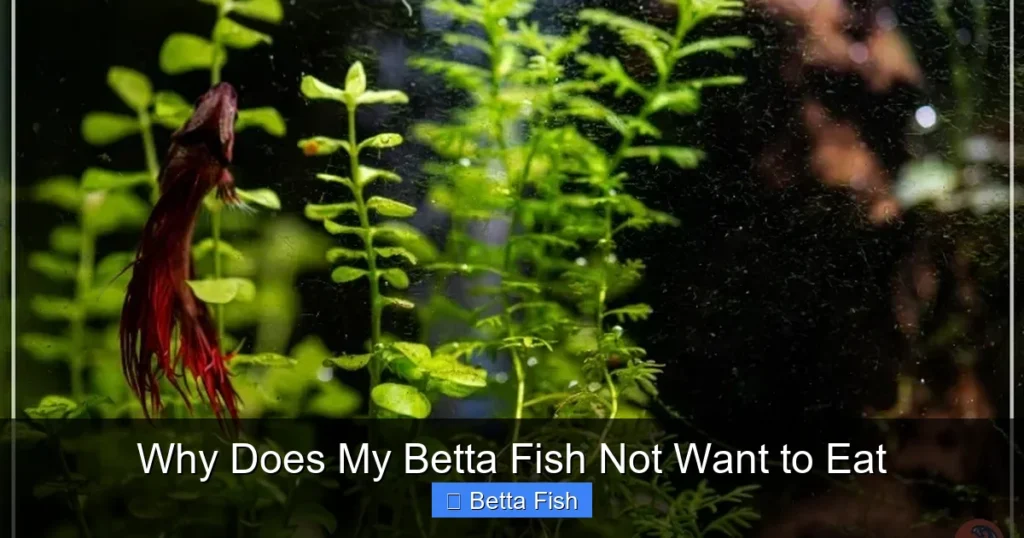 Why Does My Betta Fish Not Want to Eat