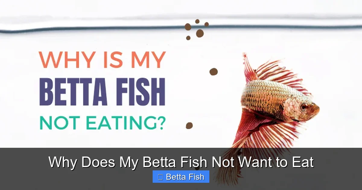 Why Does My Betta Fish Not Want to Eat