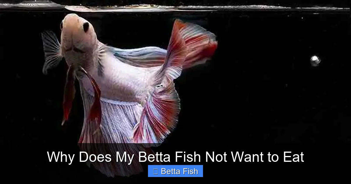 Why Does My Betta Fish Not Want to Eat