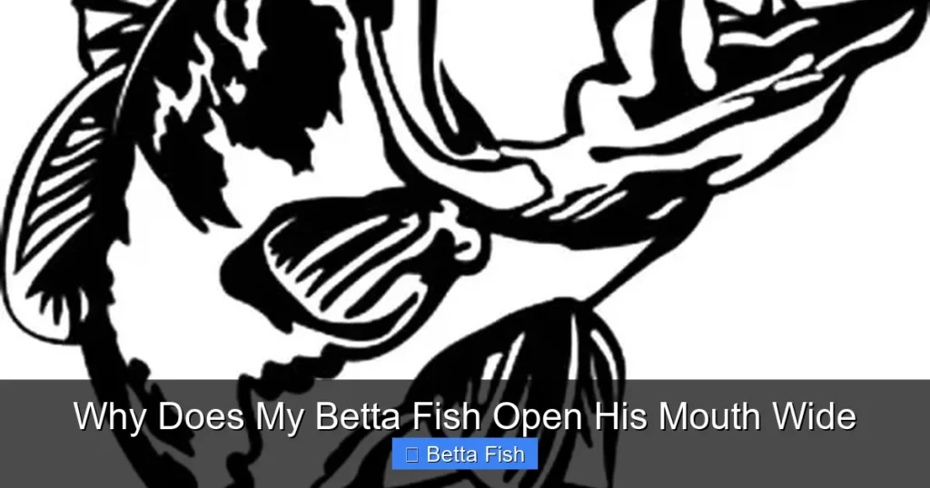 Why Does My Betta Fish Open His Mouth Wide