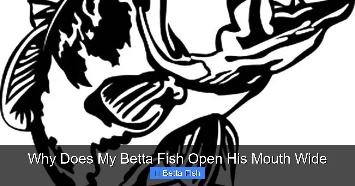 Why Does My Betta Fish Open His Mouth Wide