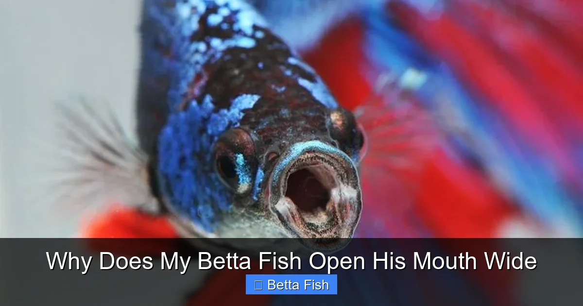 Why Does My Betta Fish Open His Mouth Wide