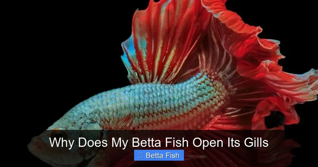 Why Does My Betta Fish Open Its Gills
