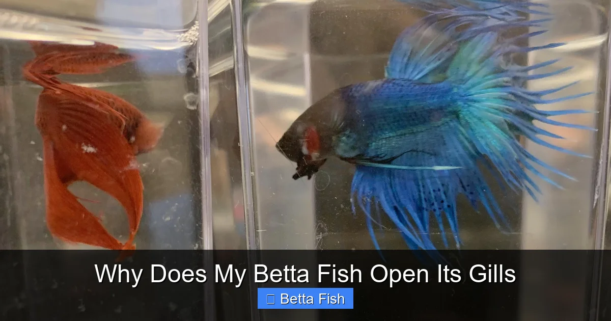Why Does My Betta Fish Open Its Gills