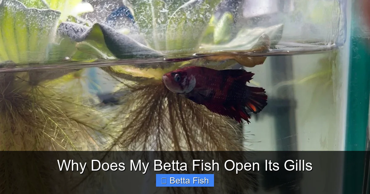 Why Does My Betta Fish Open Its Gills