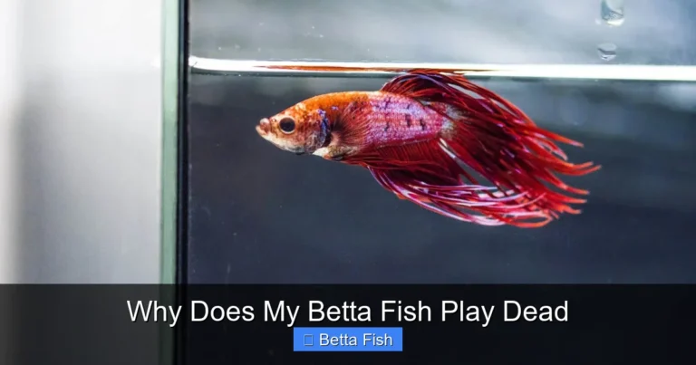 Why Does My Betta Fish Play Dead
