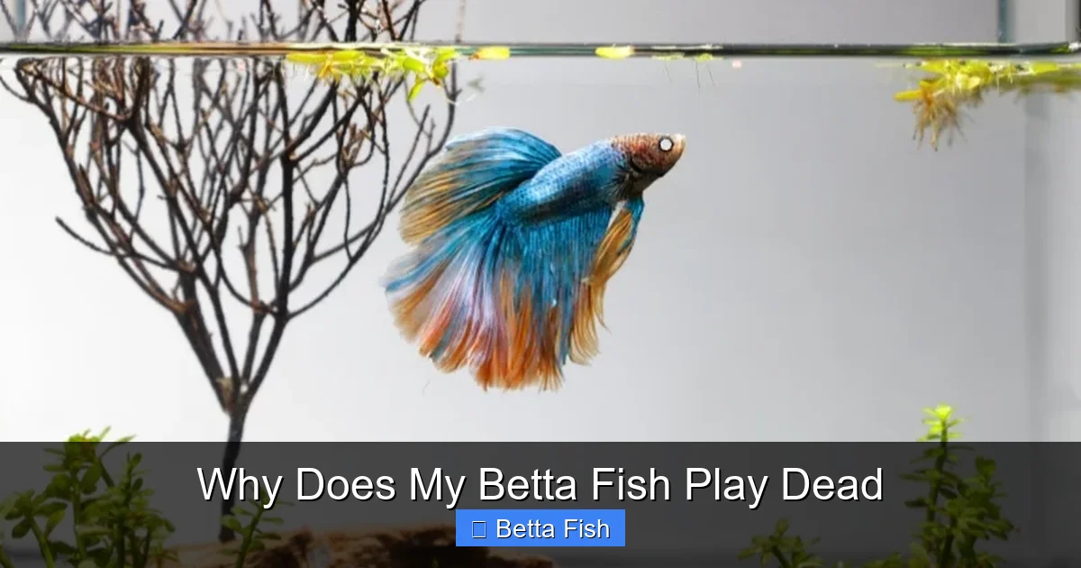 Why Does My Betta Fish Play Dead