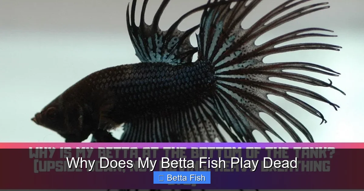 Why Does My Betta Fish Play Dead