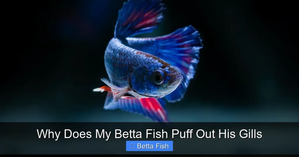 Why Does My Betta Fish Puff Out His Gills