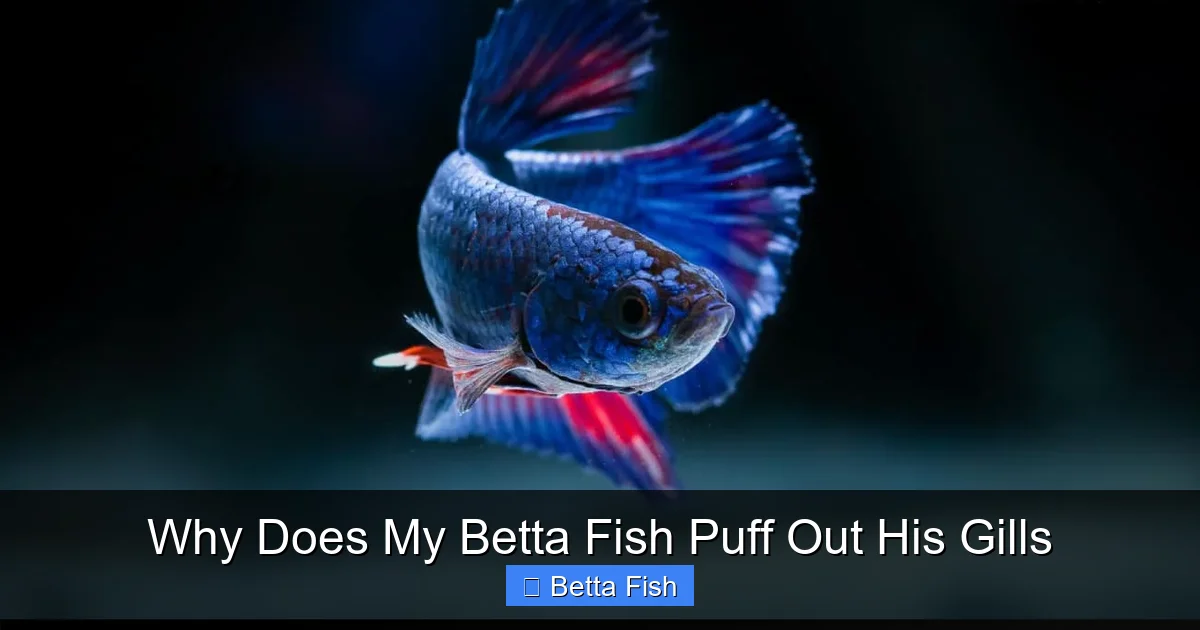 Why Does My Betta Fish Puff Out His Gills