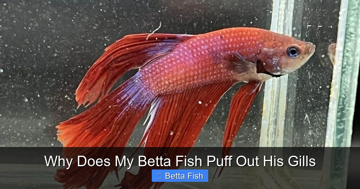 Why Does My Betta Fish Puff Out His Gills