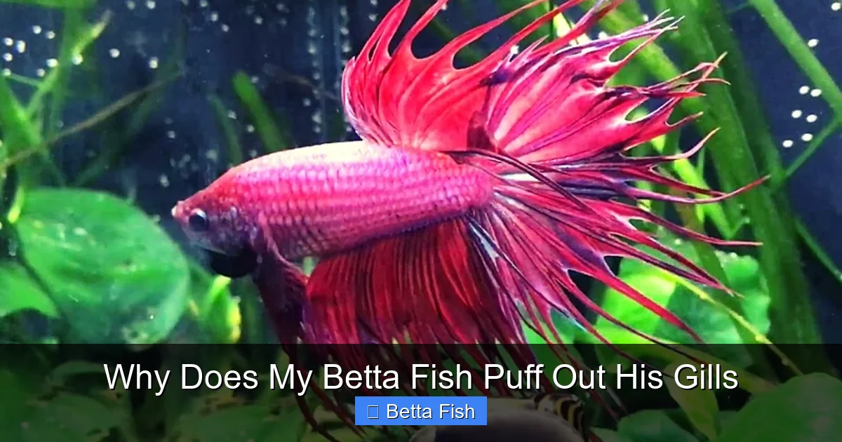 Why Does My Betta Fish Puff Out His Gills