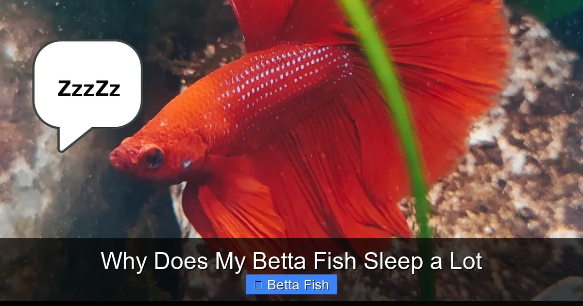 Why Does My Betta Fish Sleep a Lot
