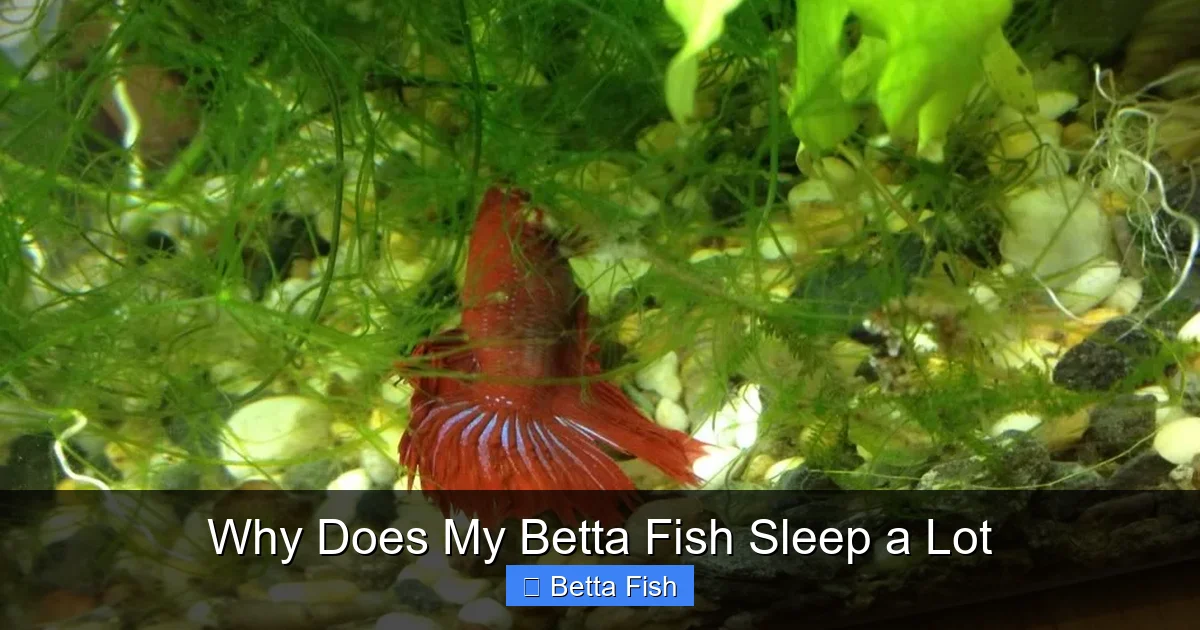 Why Does My Betta Fish Sleep a Lot