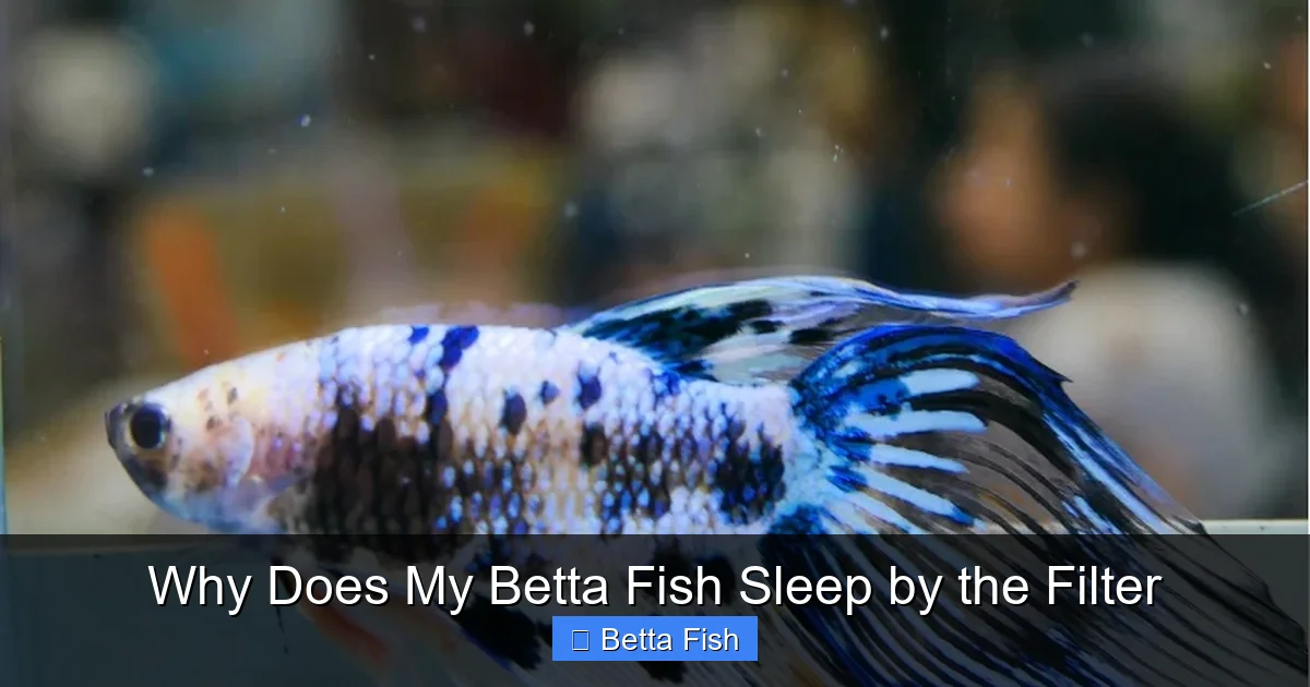 Why Does My Betta Fish Sleep by the Filter