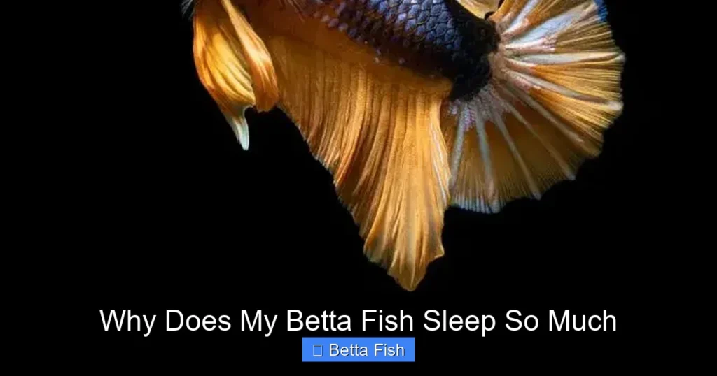 Why Does My Betta Fish Sleep So Much