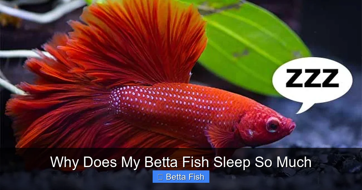 Why Does My Betta Fish Sleep So Much