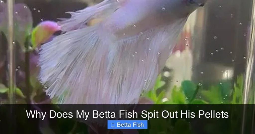 Why Does My Betta Fish Spit Out His Pellets