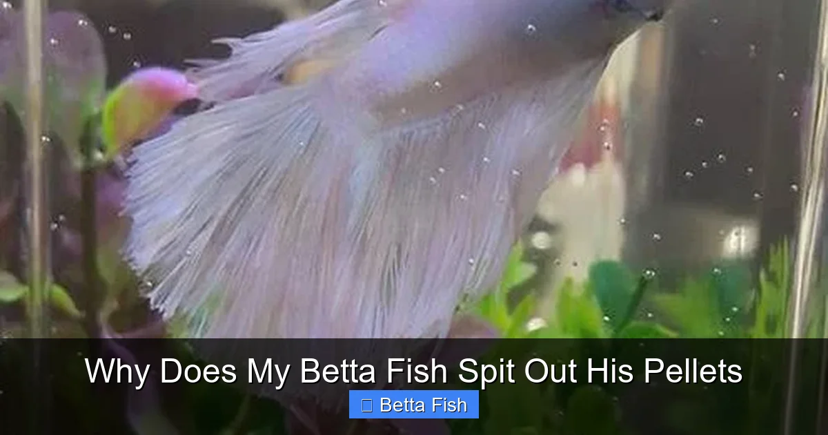 Why Does My Betta Fish Spit Out His Pellets