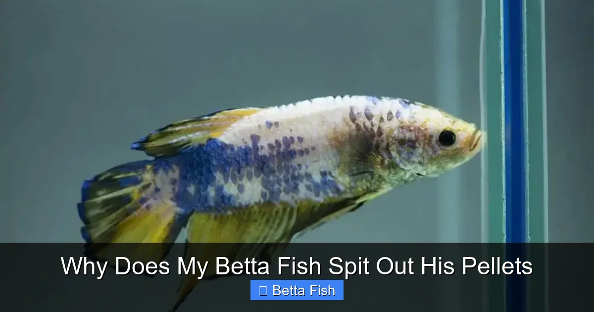 Why Does My Betta Fish Spit Out His Pellets