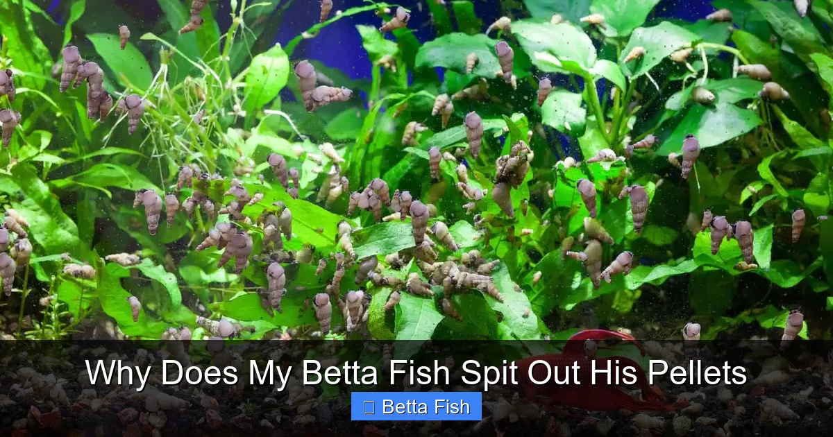 Why Does My Betta Fish Spit Out His Pellets