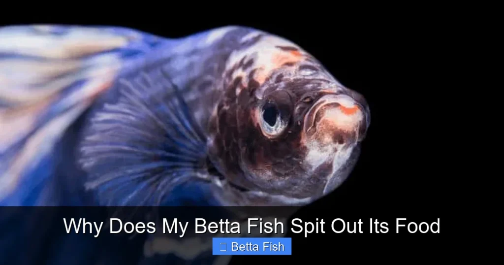 Why Does My Betta Fish Spit Out Its Food