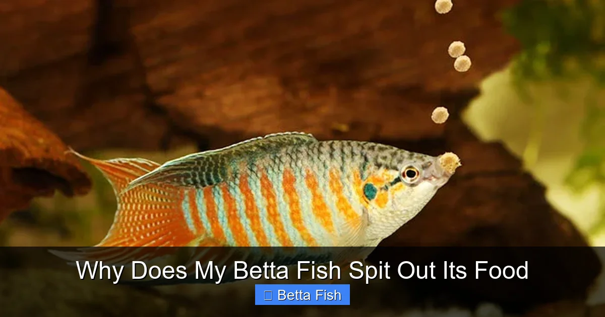 Why Does My Betta Fish Spit Out Its Food