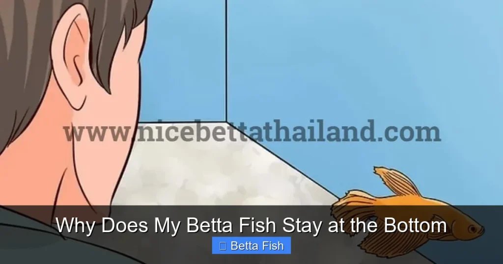 Why Does My Betta Fish Stay at the Bottom