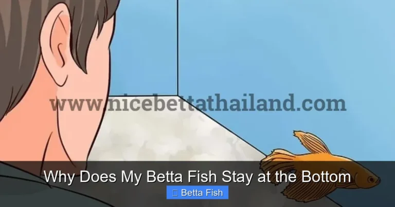 Why Does My Betta Fish Stay at the Bottom